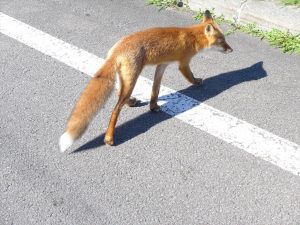 North-fox1
